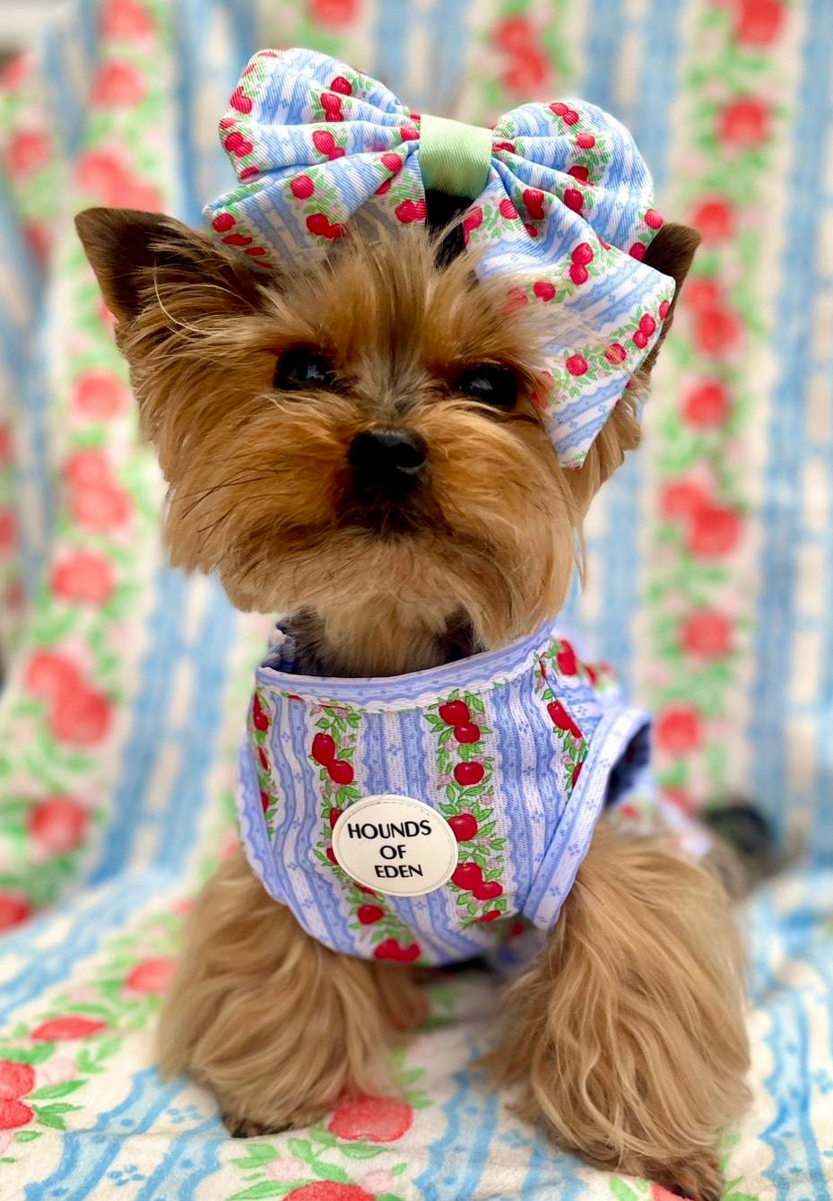 Eden's Orchard Dog Cooling Vest - The Bark Market