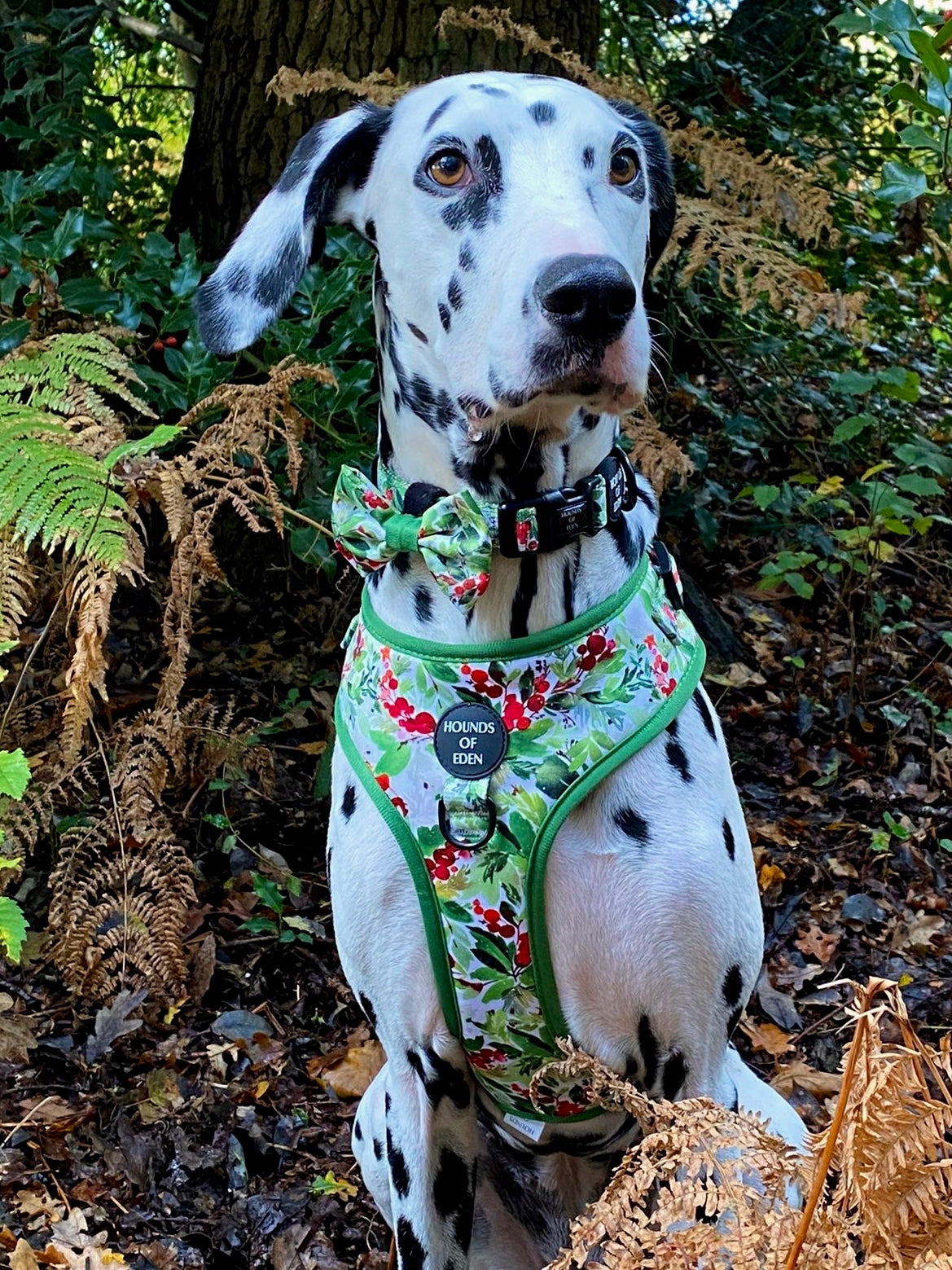 Winter Spruce & Berries Design Dog Collar - The Bark Market
