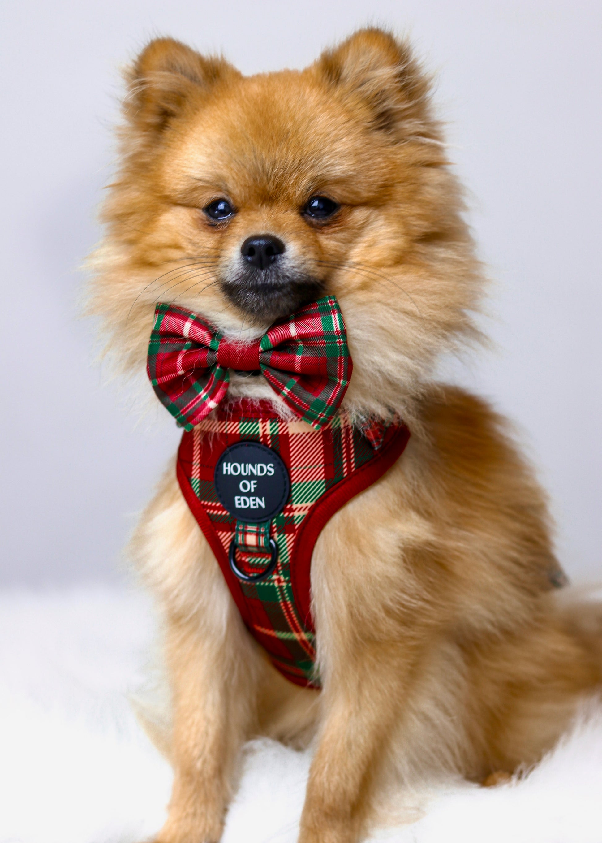 Tartan Me Up - Red & Cream Tartan Design Dog Harness - The Bark Market