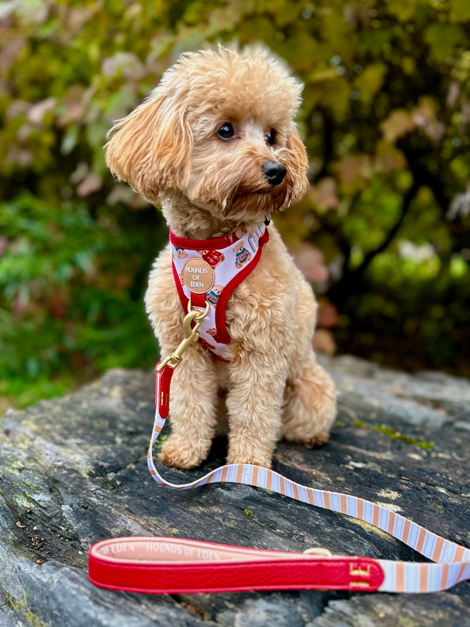 Harrold + Hattie Bears Dog Harness (XXS-XS) - The Bark Market