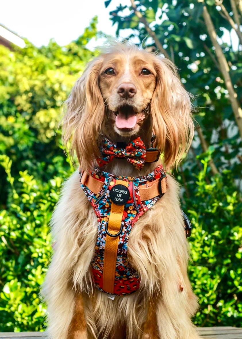 Retro Bloom Leather Dog Collar - The Bark Market