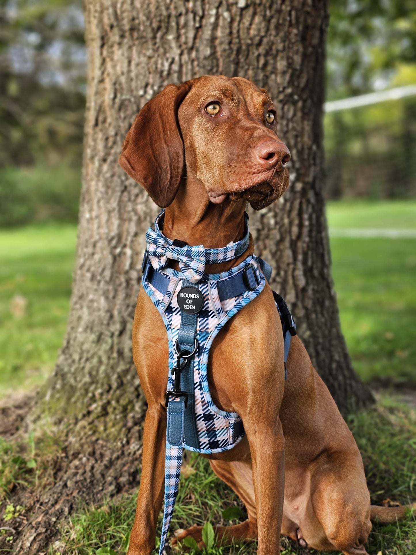 Tealing Smart Design Dog Bow Tie - The Bark Market