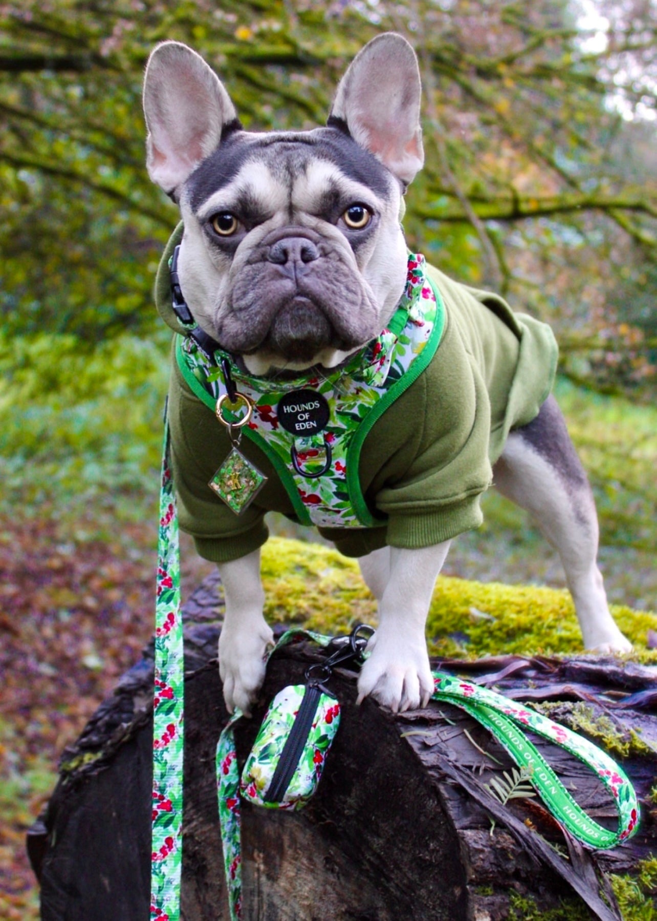 Winter Spruce & Berries Design Dog Collar - The Bark Market