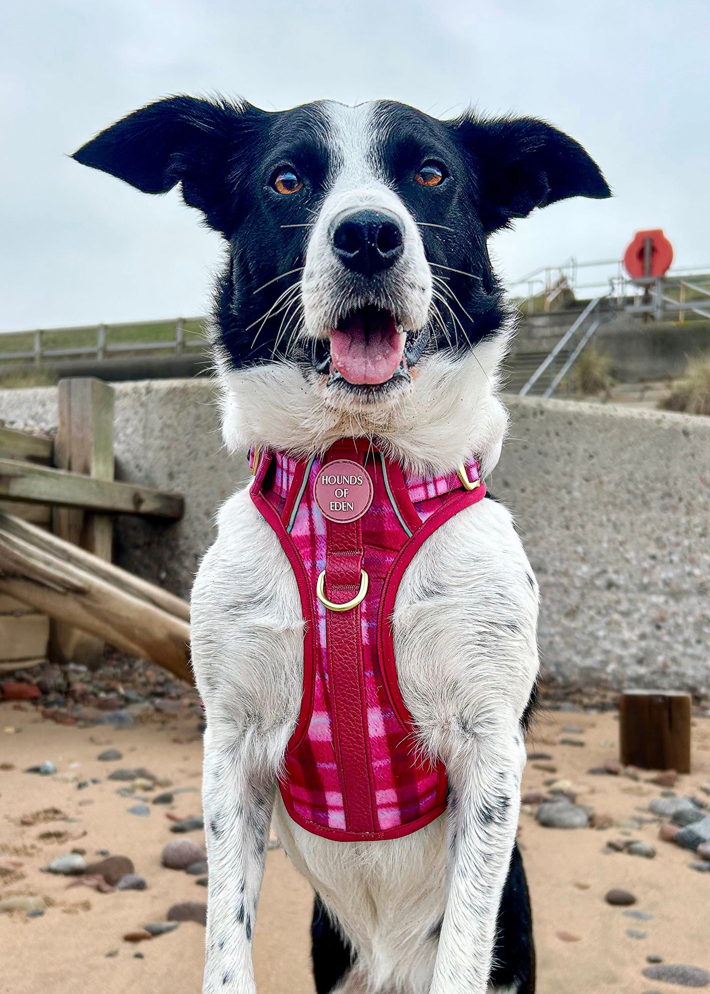 Rose Berry Plaid - Supaw Strong™ Lite Dog Harness (XS-XL) - The Bark Market