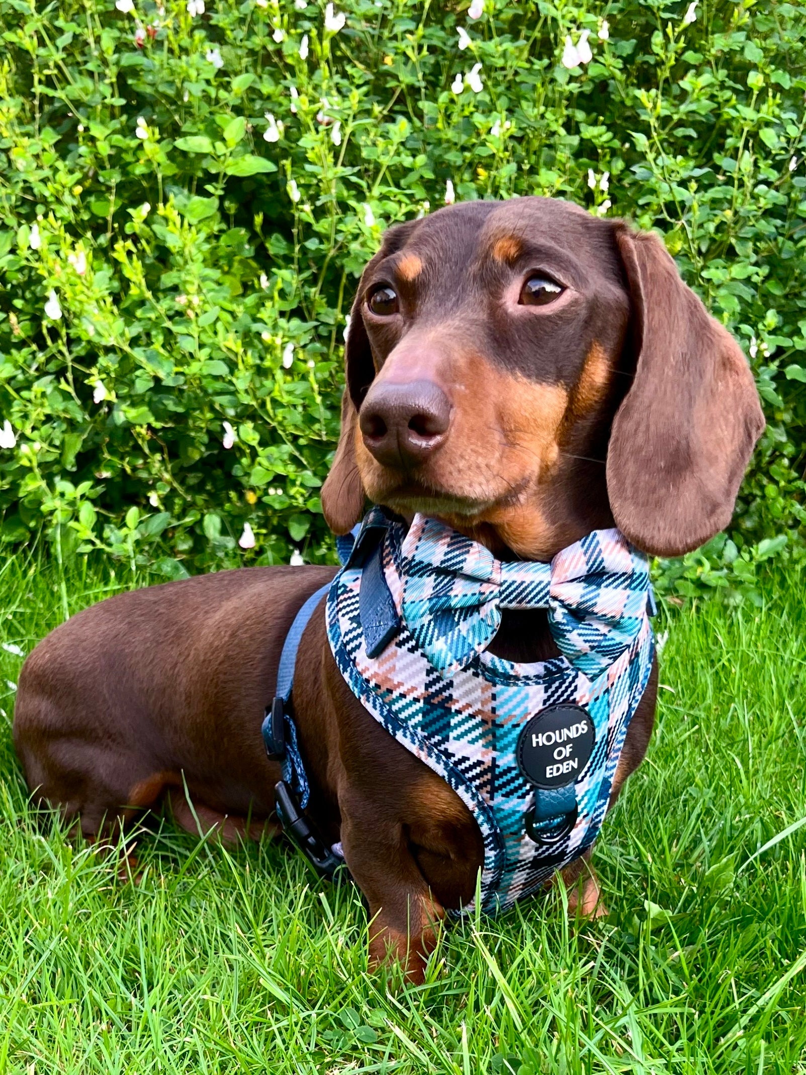 Tealing Smart Dog Harness (XXS & XS) - The Bark Market