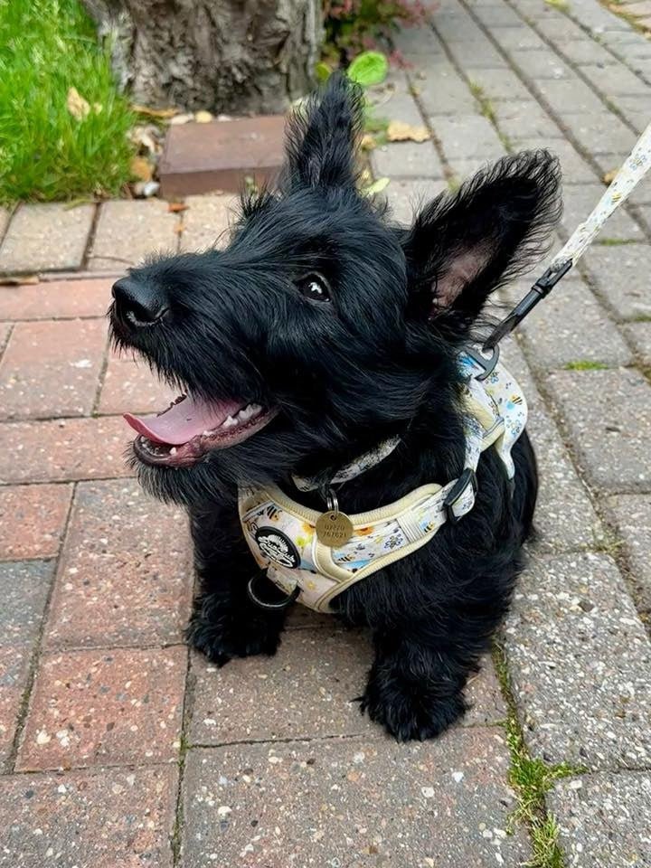 Rugged Rover™ Harness - Bee-utiful Summer