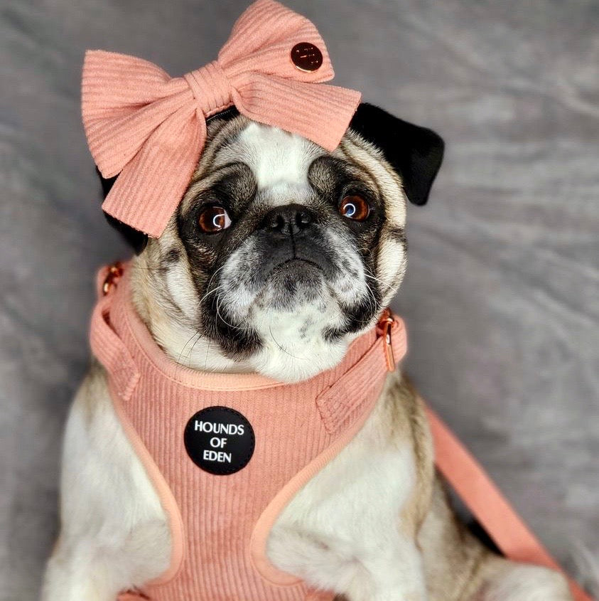 Peach Schnapps - Pink Corduroy Harness - The Bark Market