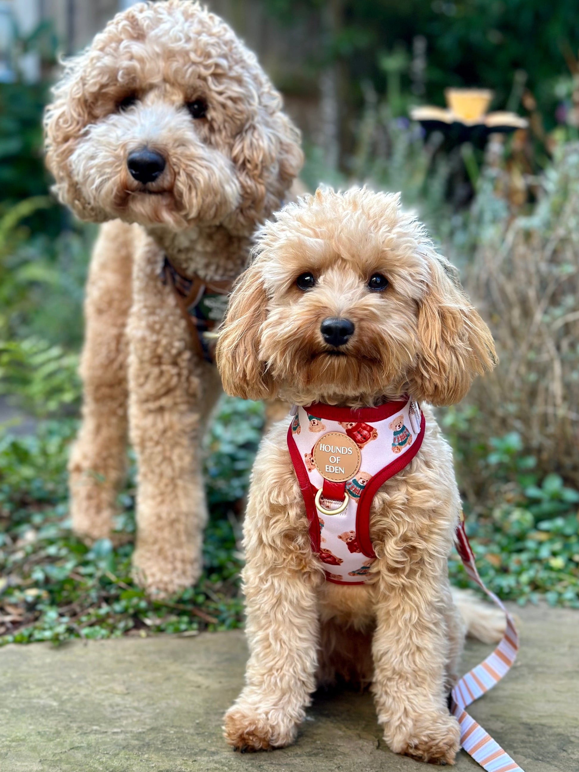 Harrold + Hattie Bears Dog Harness (XXS-XS) - The Bark Market