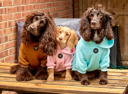 Dog Hoodie - Light Teal - The Bark Market