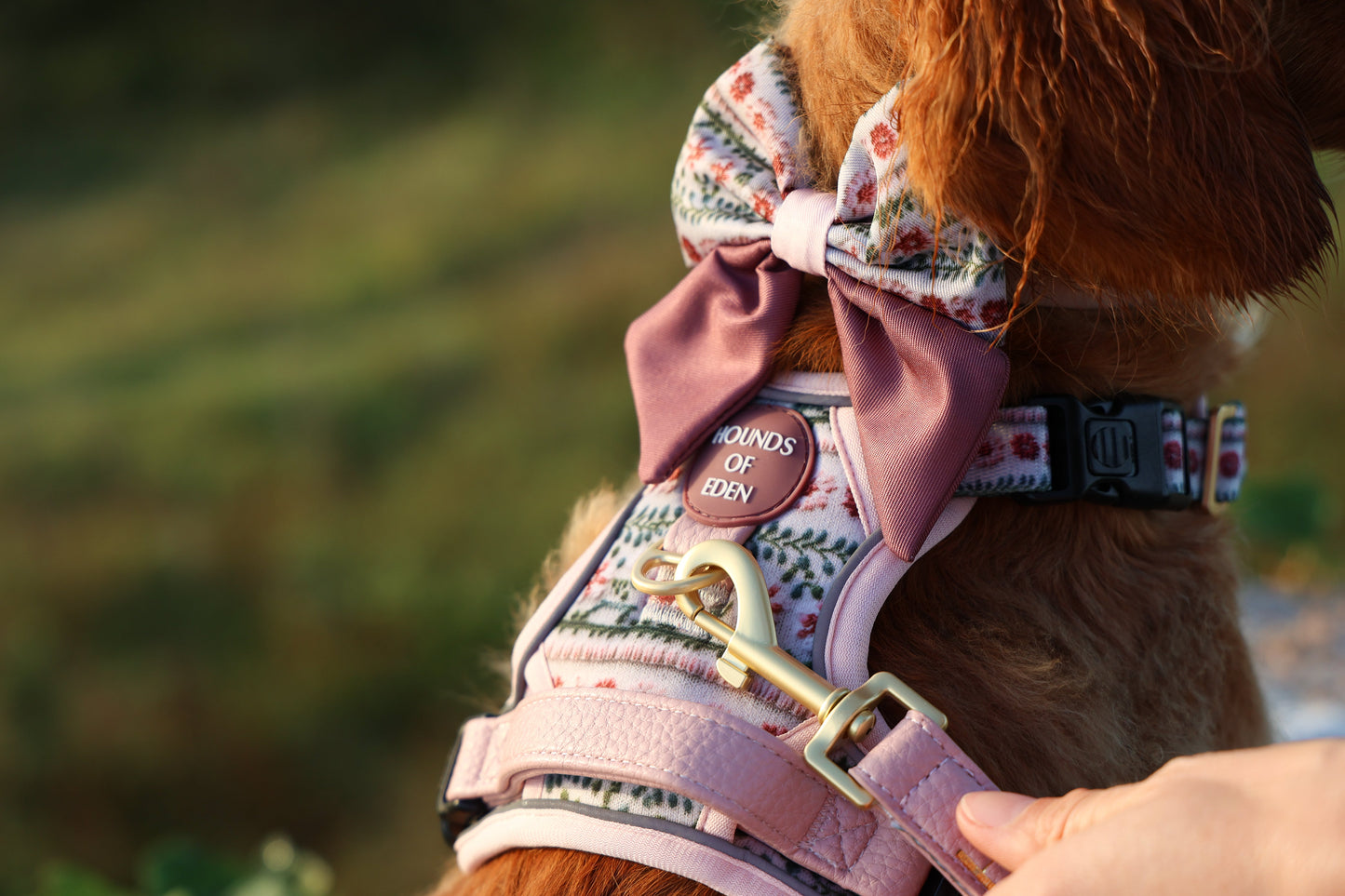 Bella's Jumper Dog Sailor Bow Tie - The Bark Market