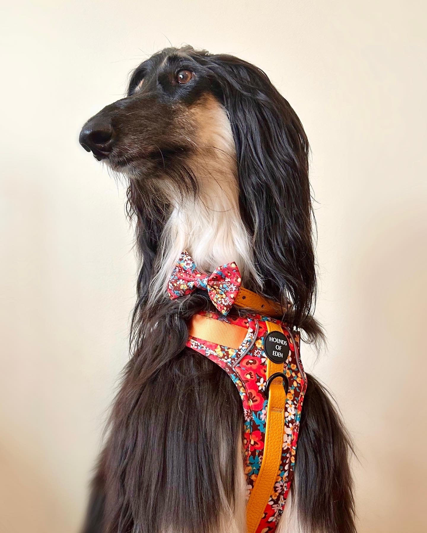 Retro Bloom Dog Supaw Strong Lite™ Harness (XS-XL) - The Bark Market