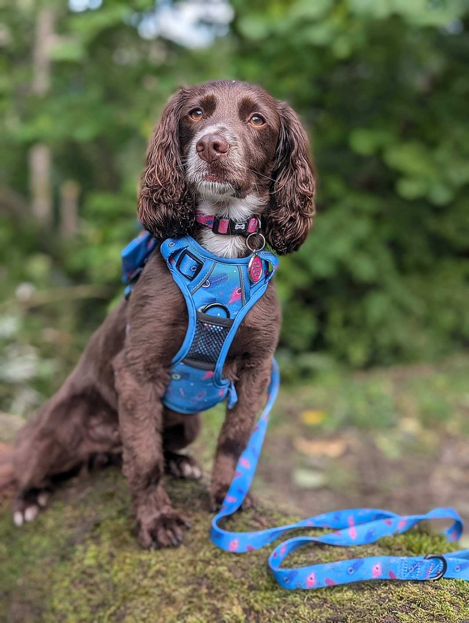 Power Peacock Tactical Dog Harness – No Pull & Fully Adjustable - The Bark Market
