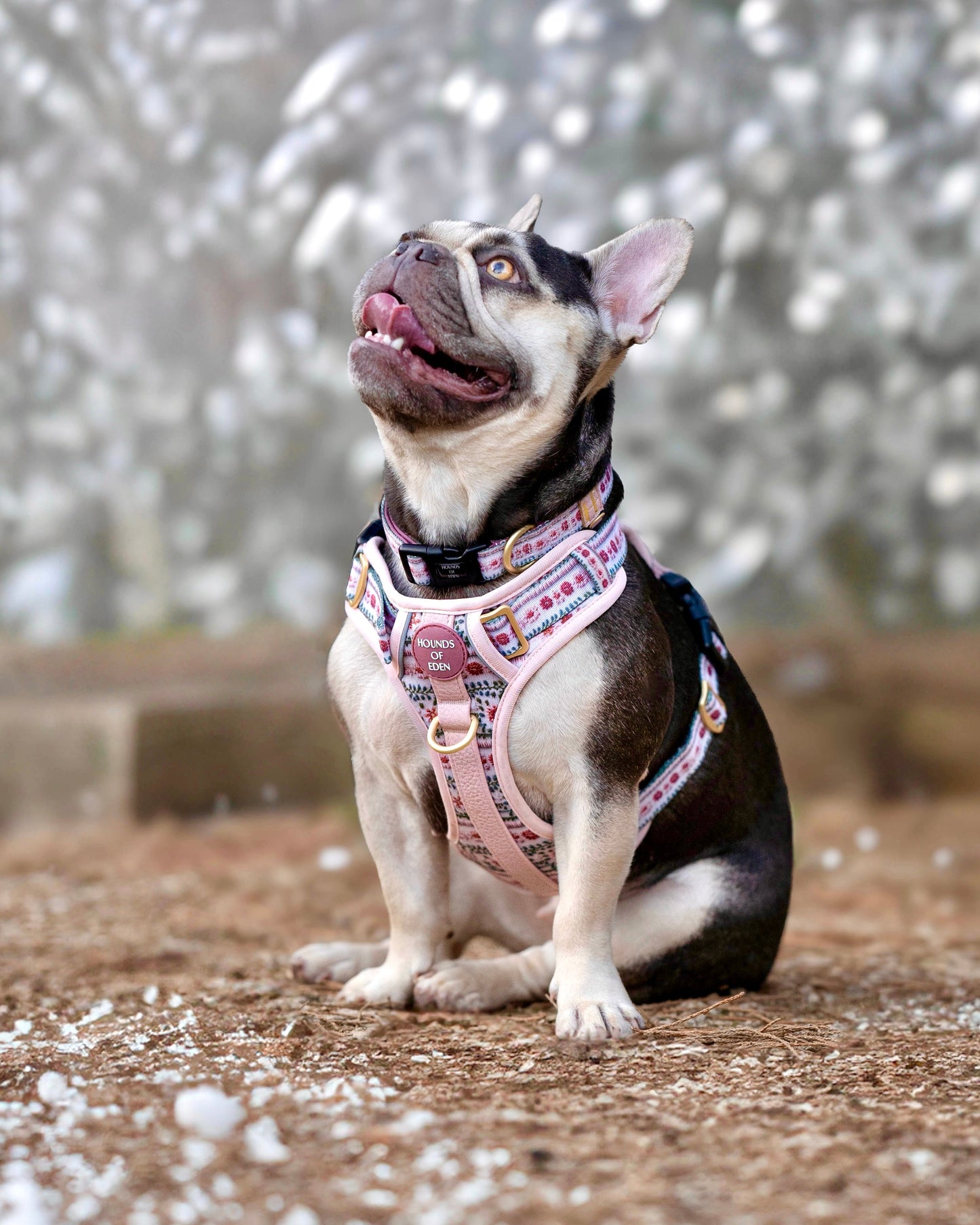 Bella's Jumper Supaw Strong Lite™ Dog Harness (XS-XL) - The Bark Market