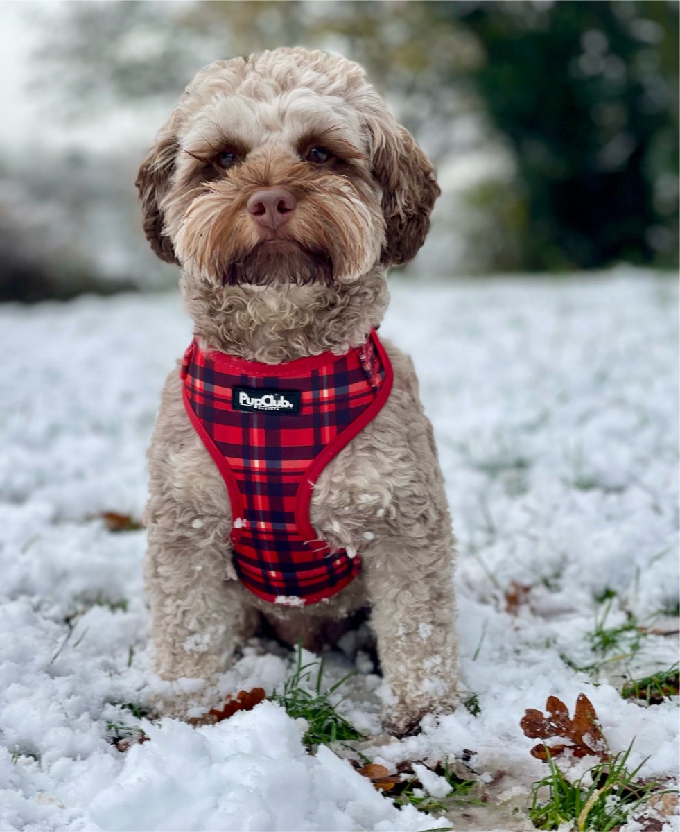 Adjustable Harness - Red Tartan - The Bark Market