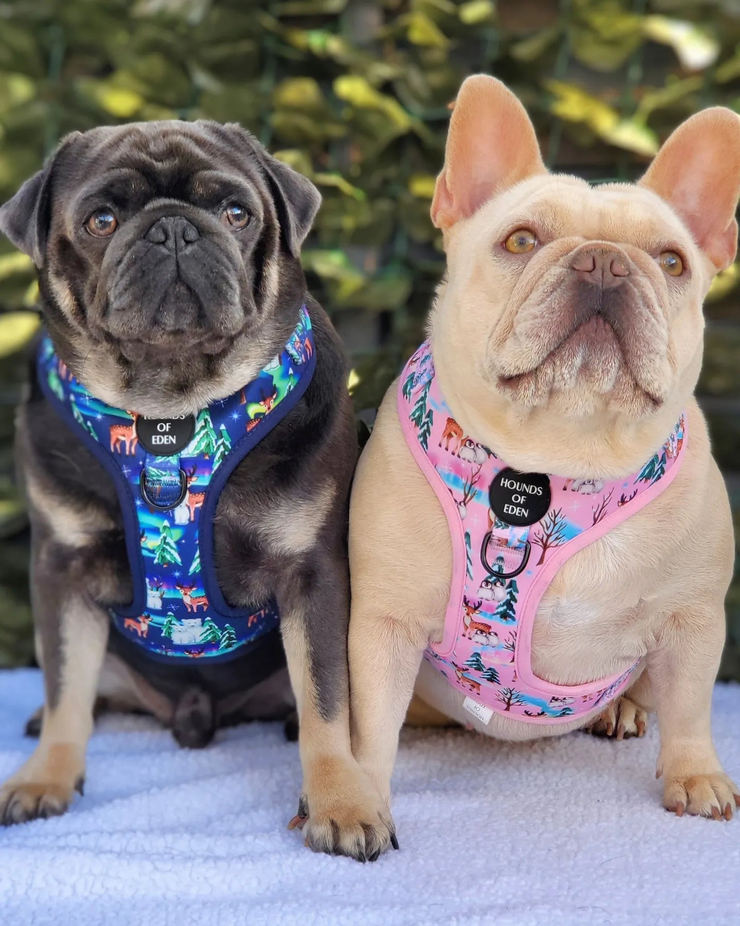 Aurora Nights - Pink Penguin Design Dog Harness - The Bark Market
