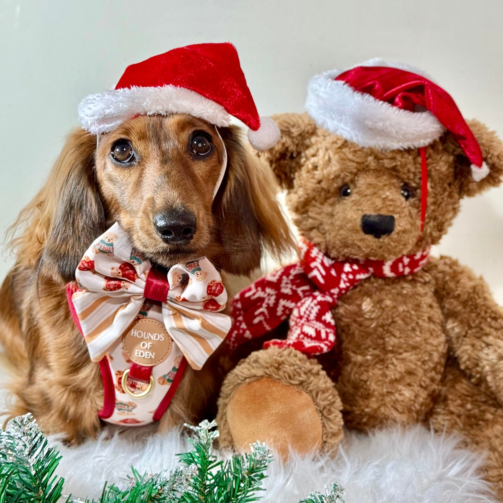 Harrold + Hattie Bears Dog Harness (XXS-XS) - The Bark Market