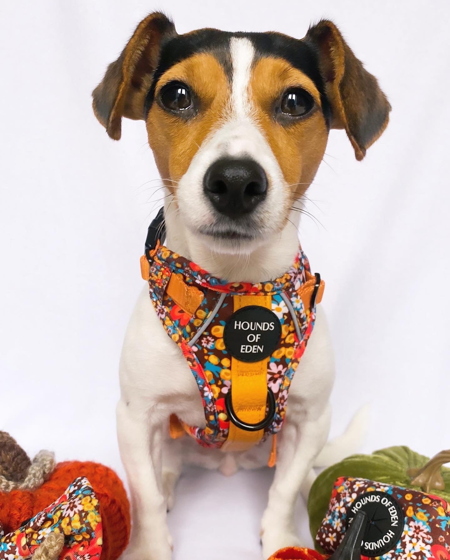 Retro Bloom Dog Supaw Strong Lite™ Harness (XS-XL) - The Bark Market