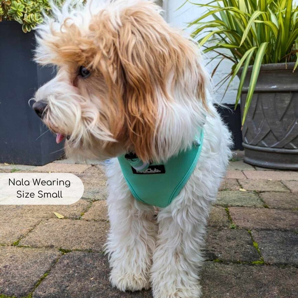 Adjustable Harness - Pastel Mint Green - The Bark Market