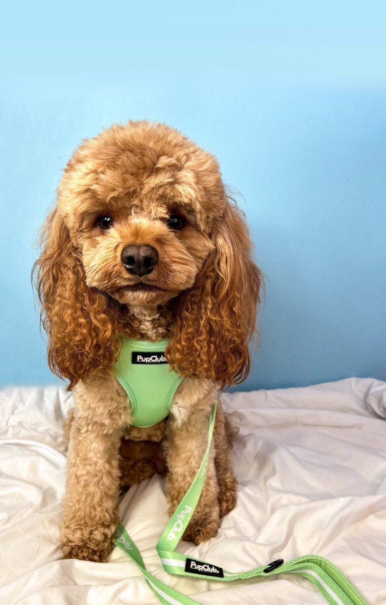 Adjustable Harness - Pastel Mint Green - The Bark Market