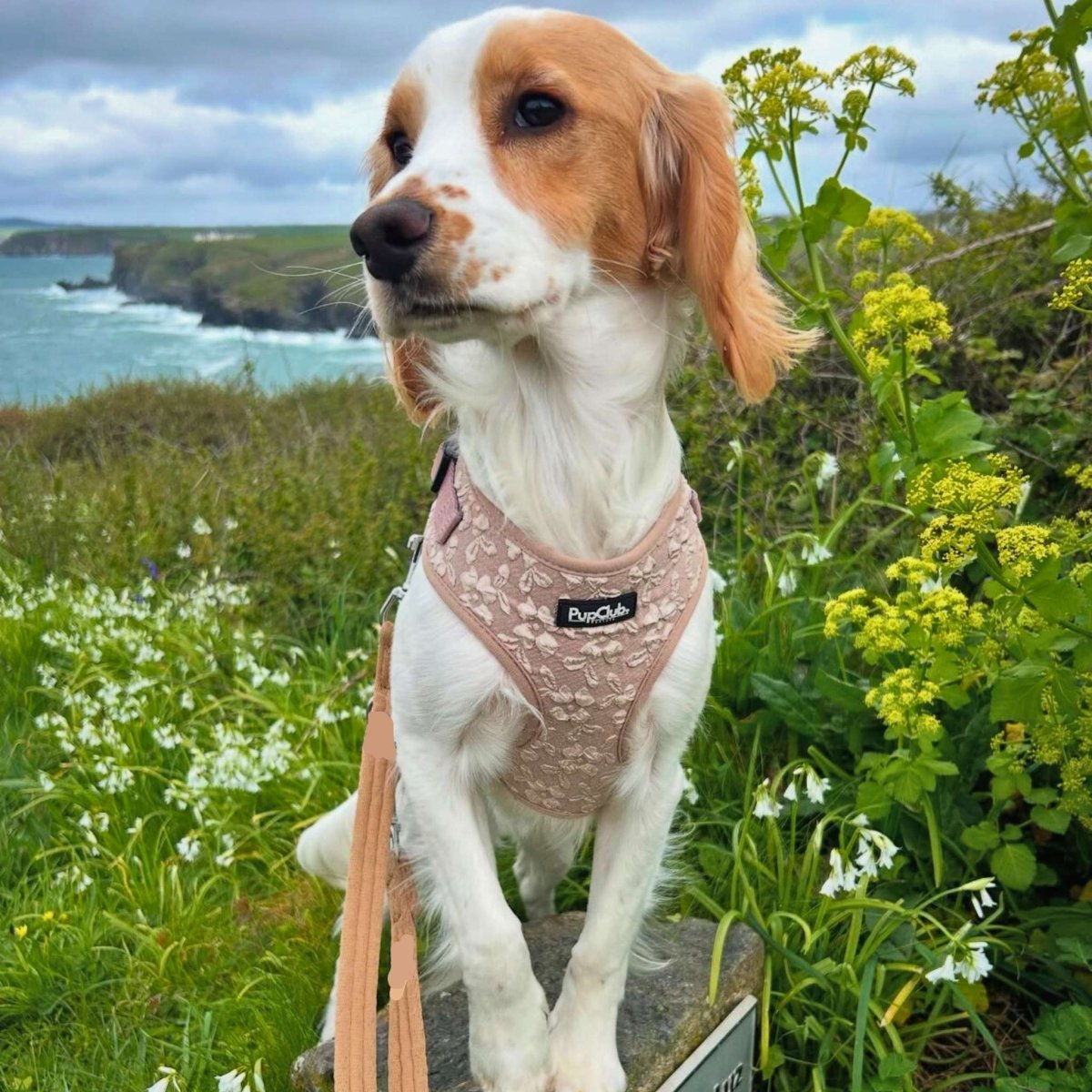 Luxe Adjustable Harness - Toffee Latte Petals - The Bark Market
