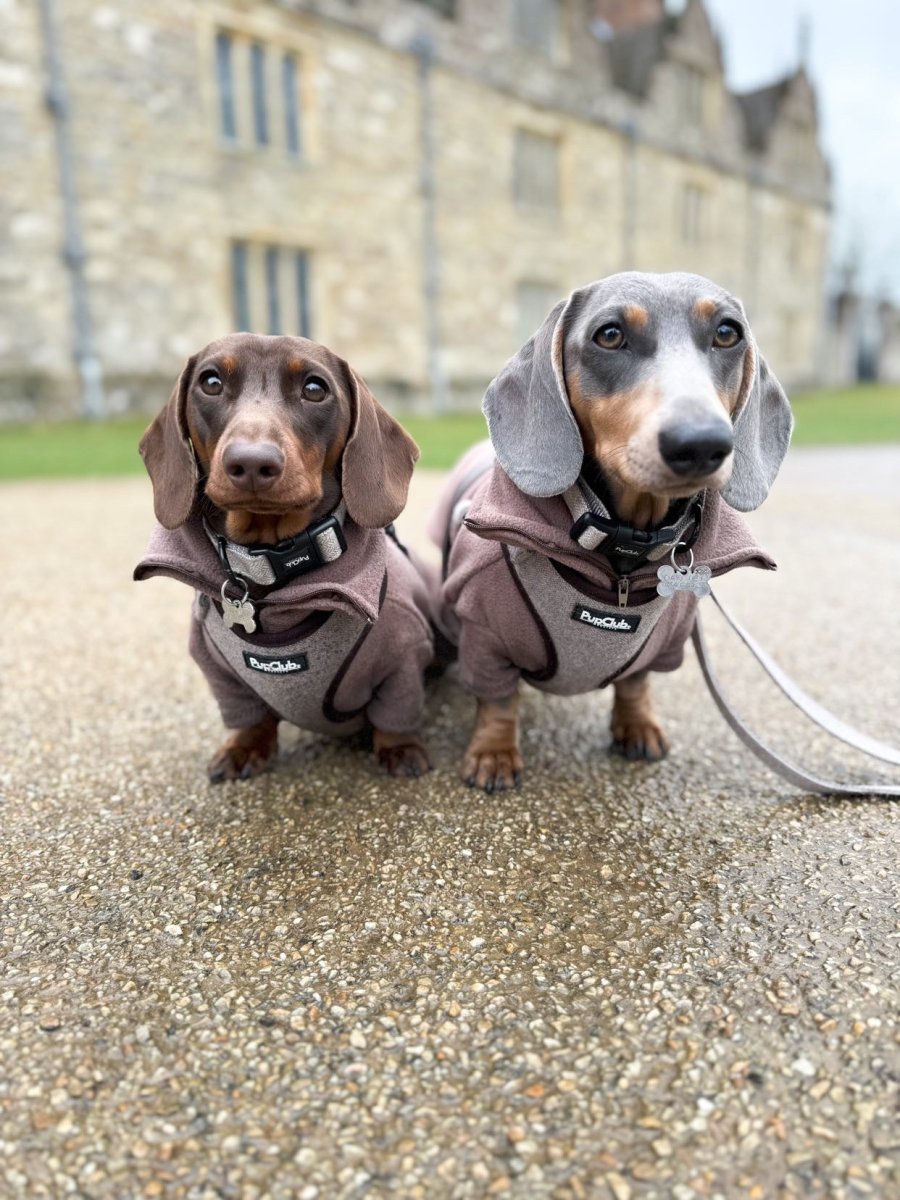 Tweed Adjustable Harness - Brown - The Bark Market