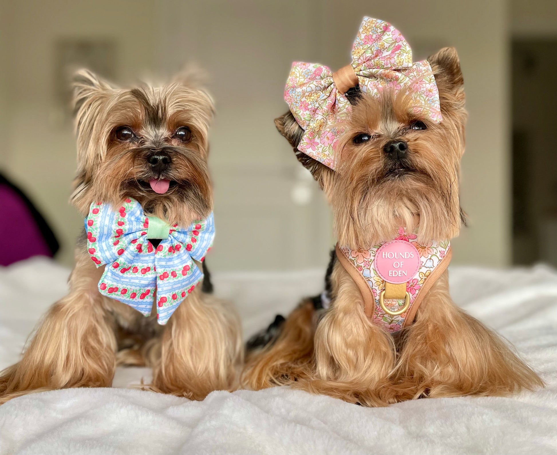 Eden's Orchard - Dog Collar + ID Tag Holder - The Bark Market