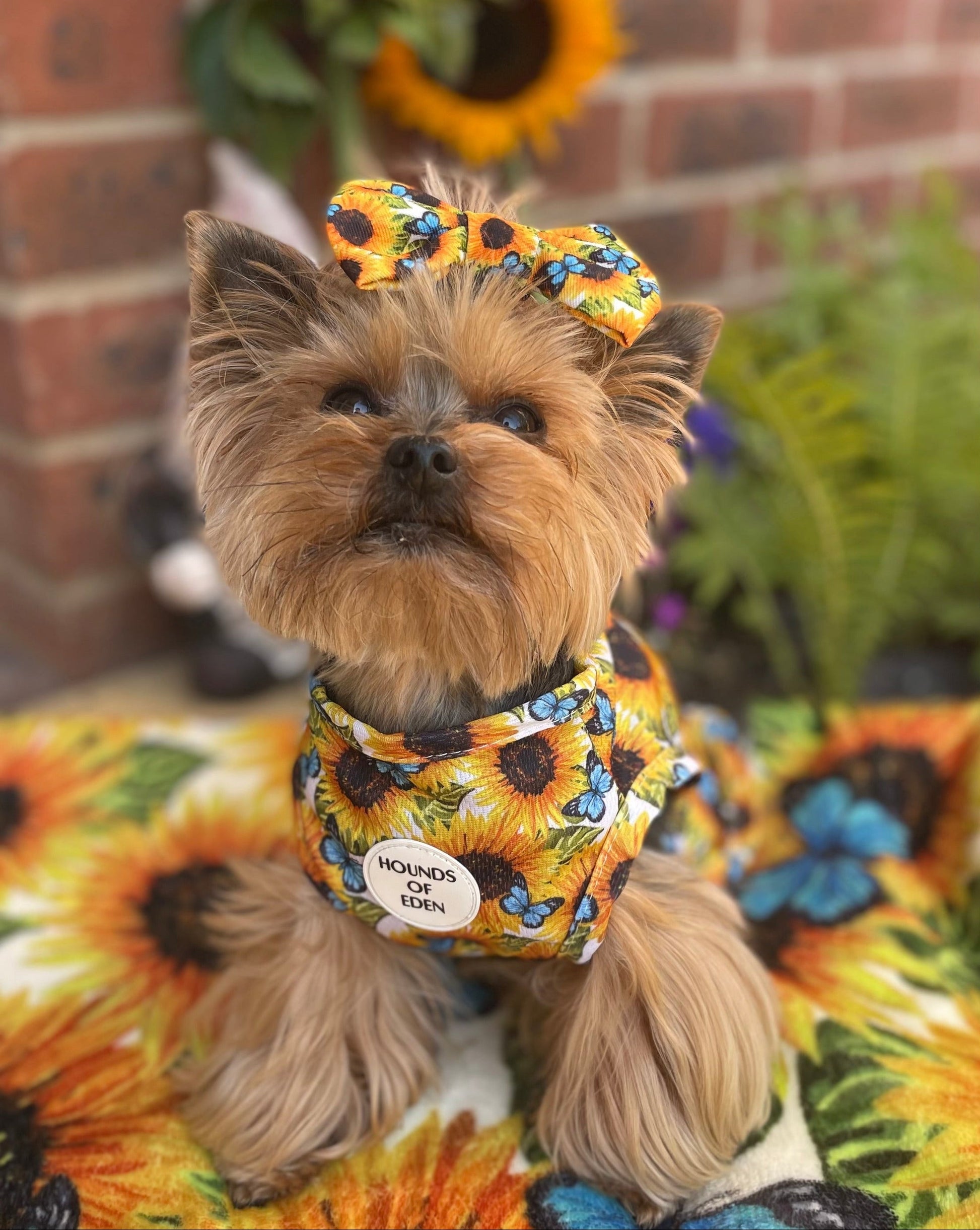 Sunflower Flutter Dog Cooling Vest - The Bark Market