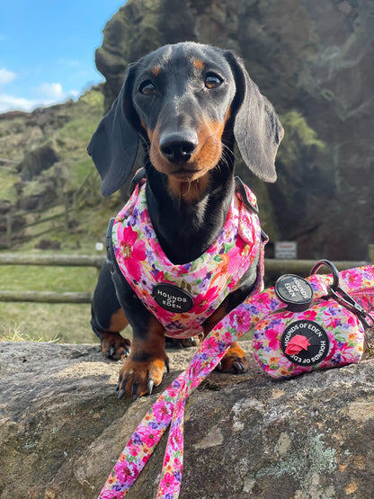 'Florentina' - Floral Dog Collar - The Bark Market