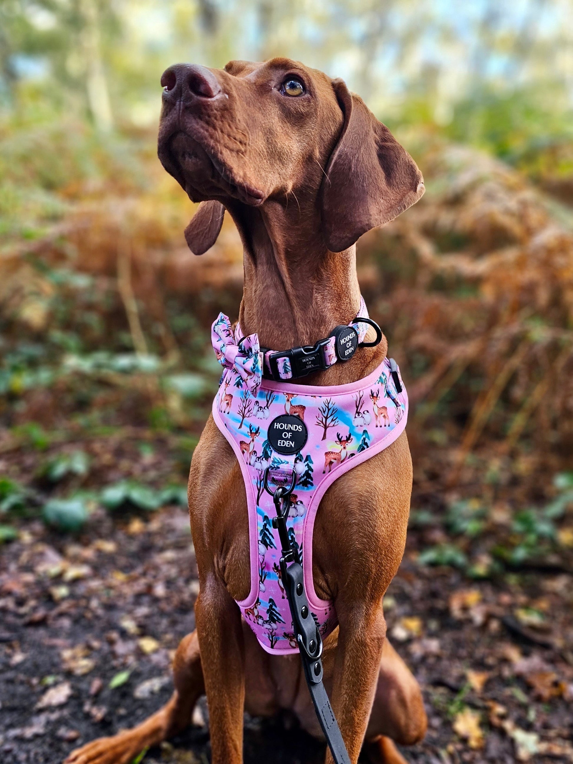 Aurora Nights - Pink Penguin Design Dog Harness - The Bark Market