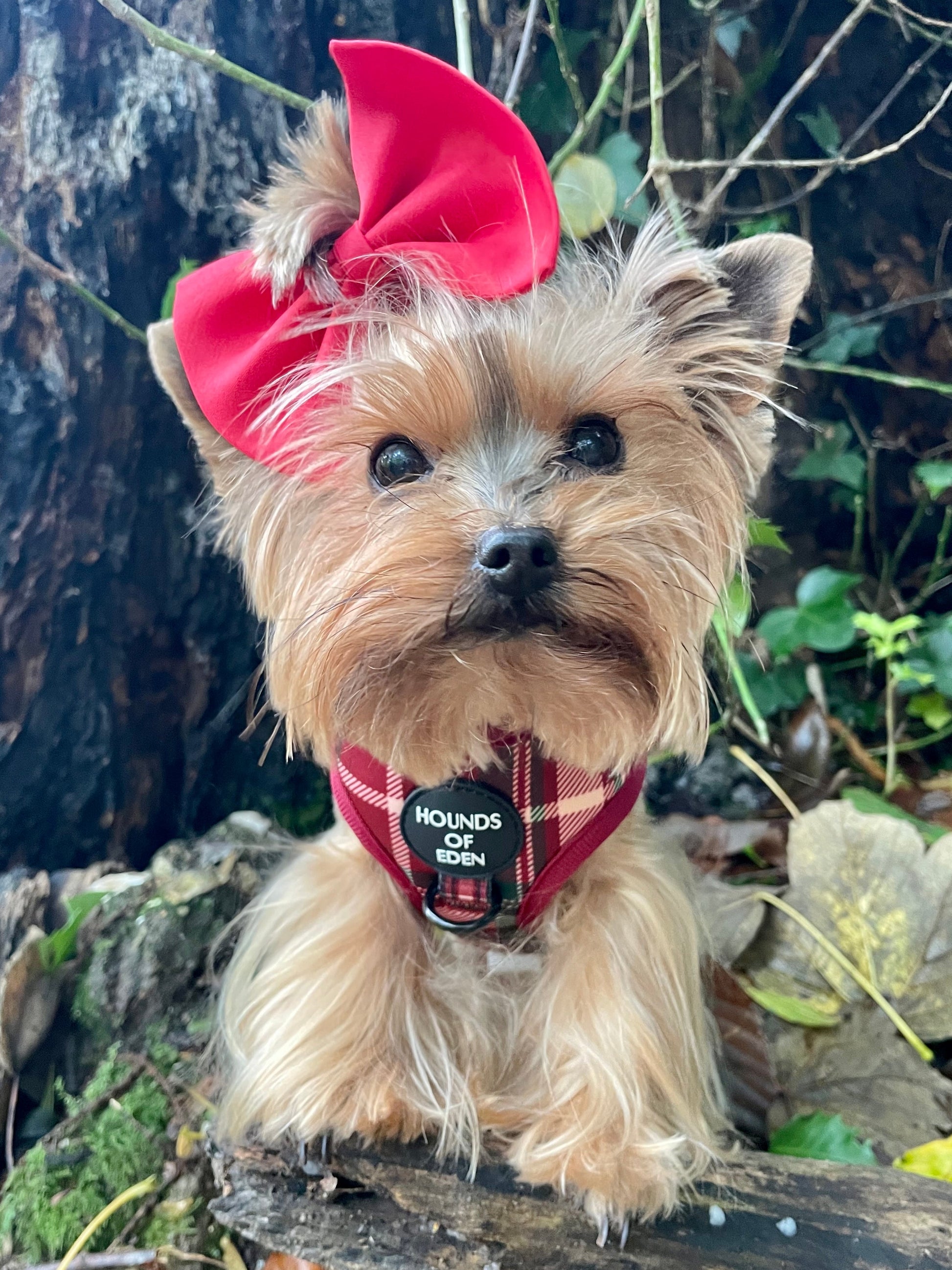 Tartan Me Up - Red & Cream Tartan Design Dog Harness - The Bark Market