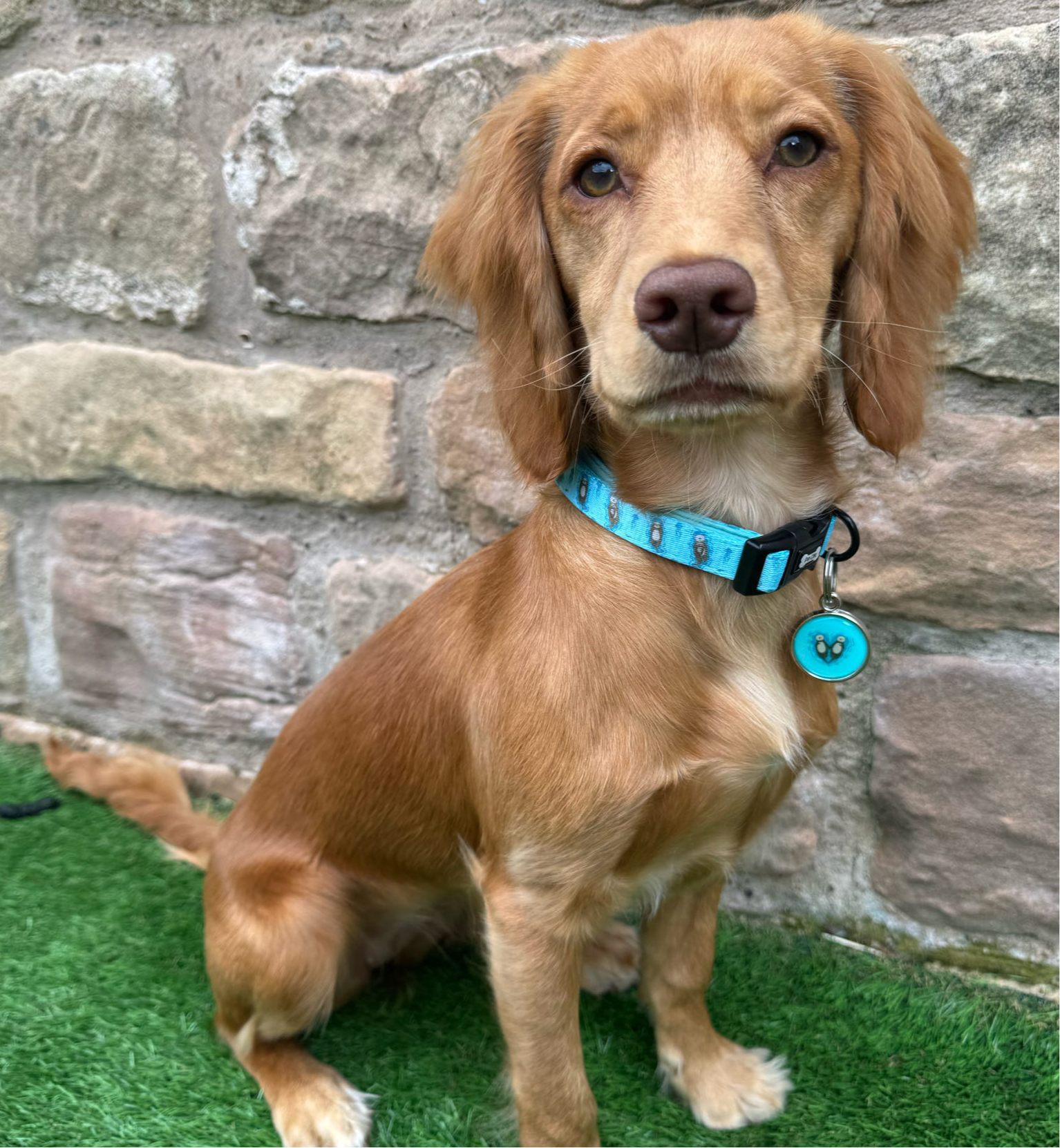 Otterly Lovely Dog Collar 🦦💙 - The Bark Market