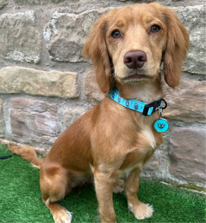 Otterly Lovely Dog Collar 🦦💙 - The Bark Market