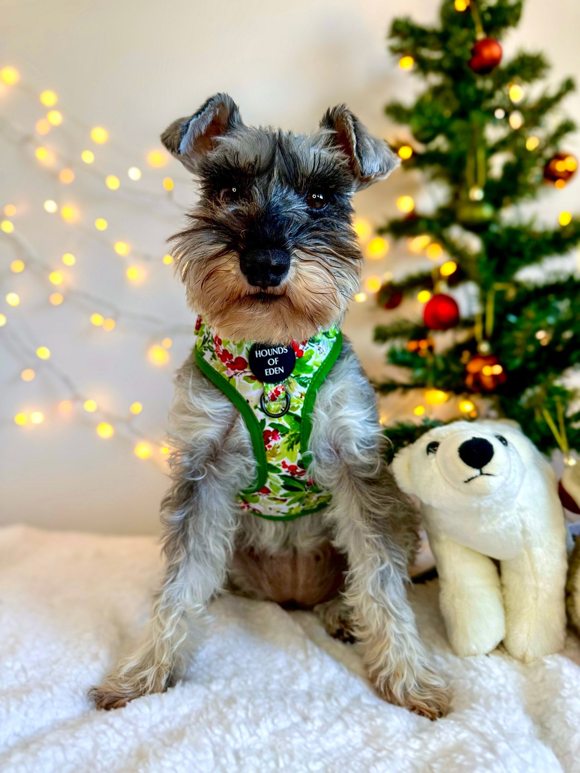 Winter Spruce & Berries Design Dog Harness - The Bark Market