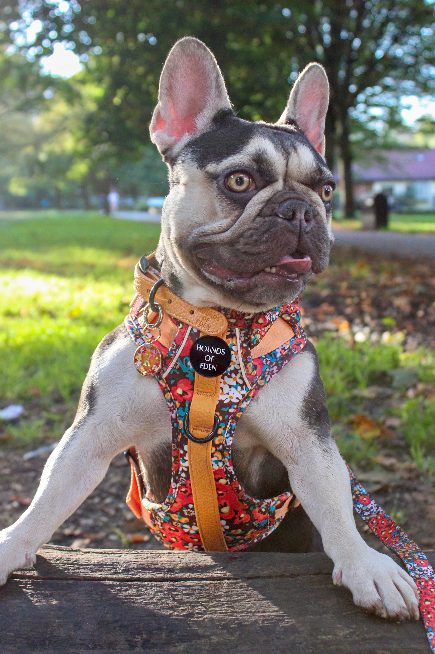 Retro Bloom Dog Supaw Strong Lite™ Harness (XS-XL) - The Bark Market