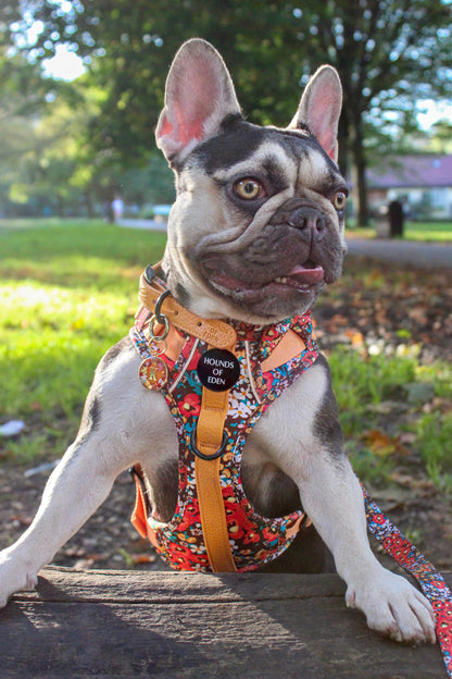 Retro Bloom Dog Supaw Strong Lite™ Harness (XS-XL) - The Bark Market