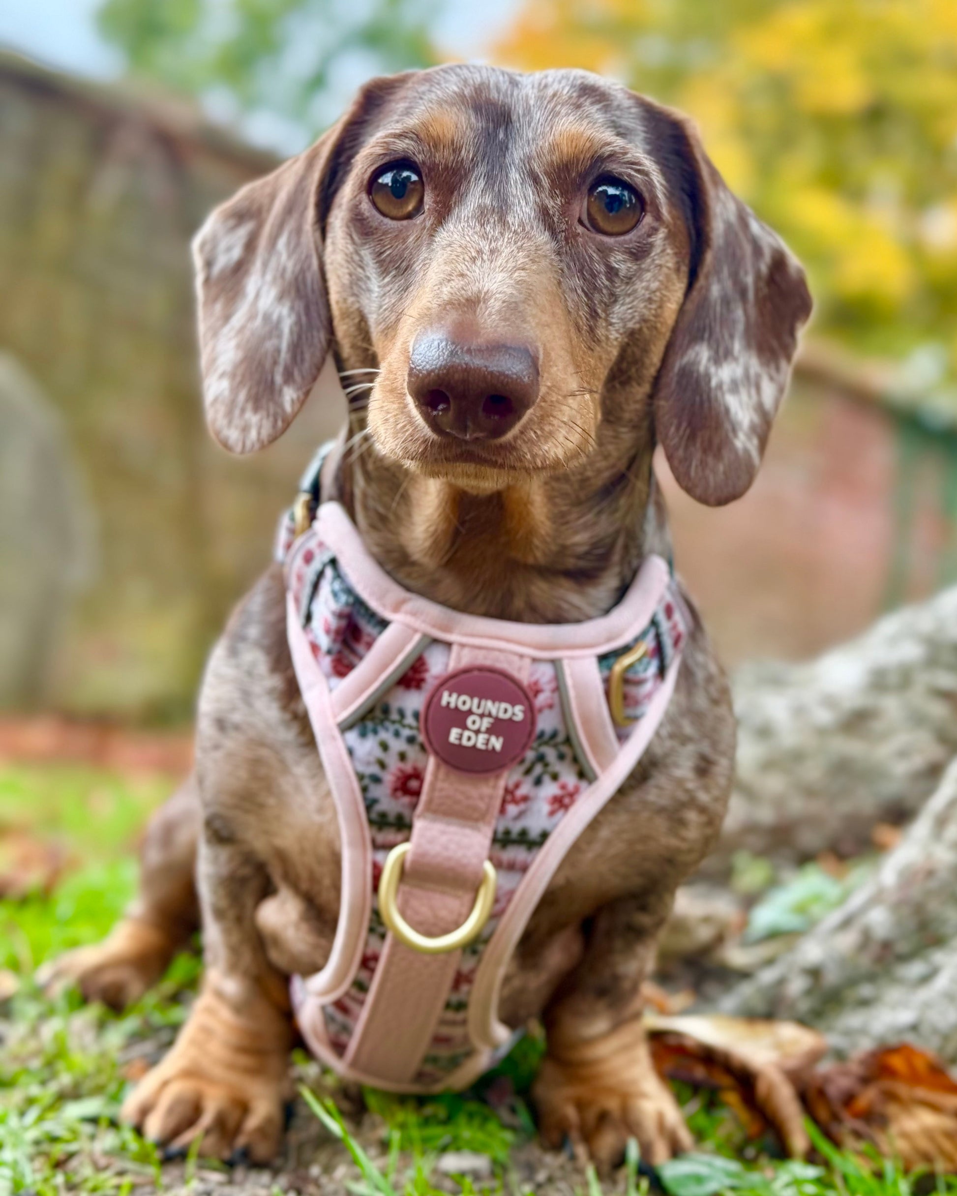 Bella's Jumper Supaw Strong Lite™ Dog Harness (XS-XL) - The Bark Market