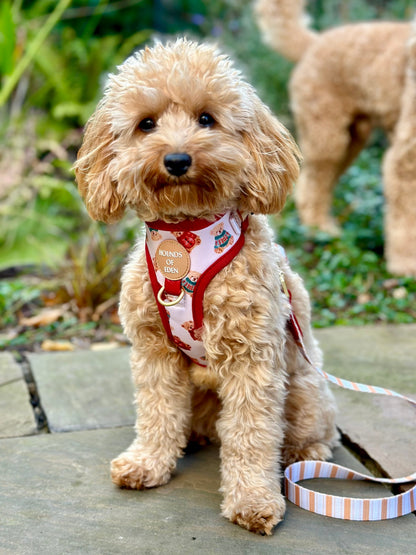 Harrold + Hattie Bears Dog Harness (XXS-XS) - The Bark Market