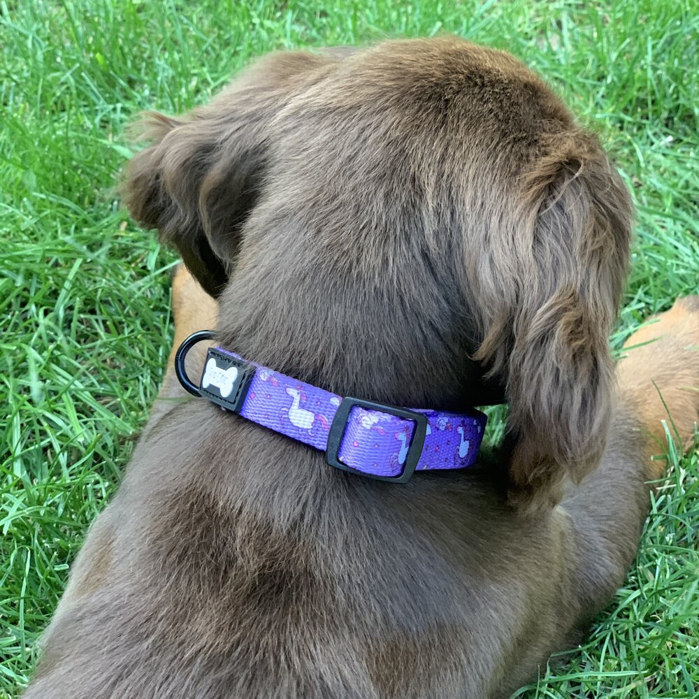 Daydreams and Unicorns Collar - The Bark Market