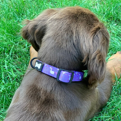 Daydreams and Unicorns Collar - The Bark Market