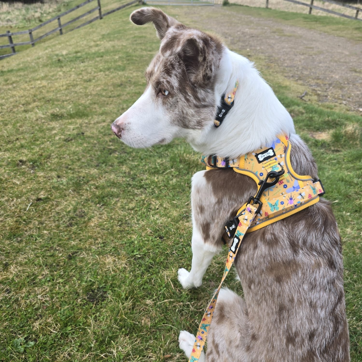 Summer Buzzin' No Pull Tactical Dog Harness – Yellow Insect Print, Adjustable, Step-In (XS-XL) - The Bark Market