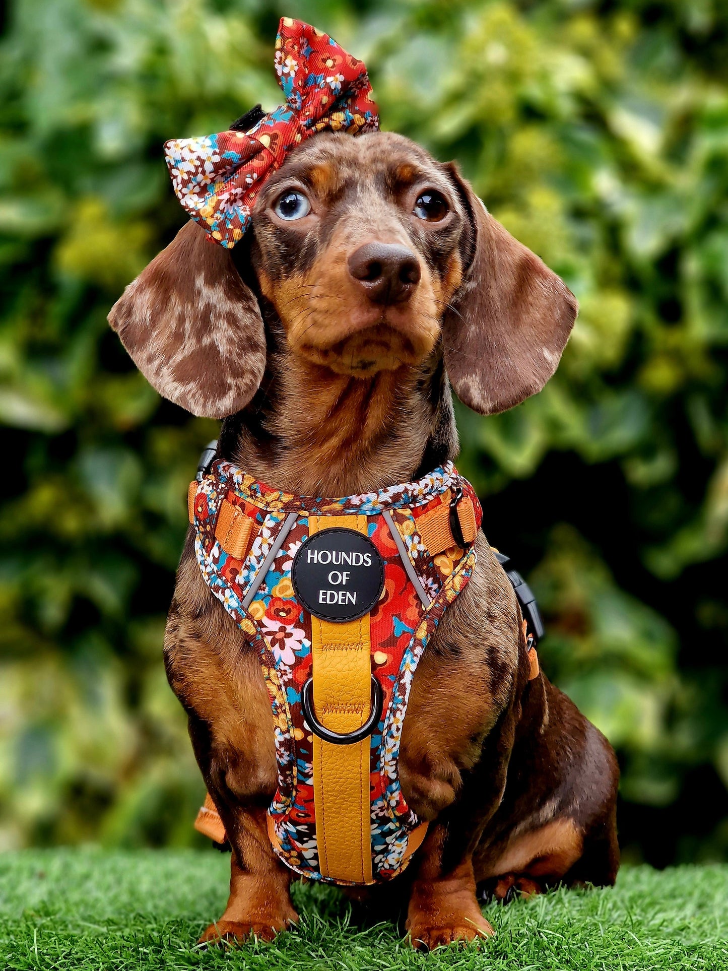 Retro Bloom Dog Supaw Strong Lite™ Harness (XS-XL) - The Bark Market
