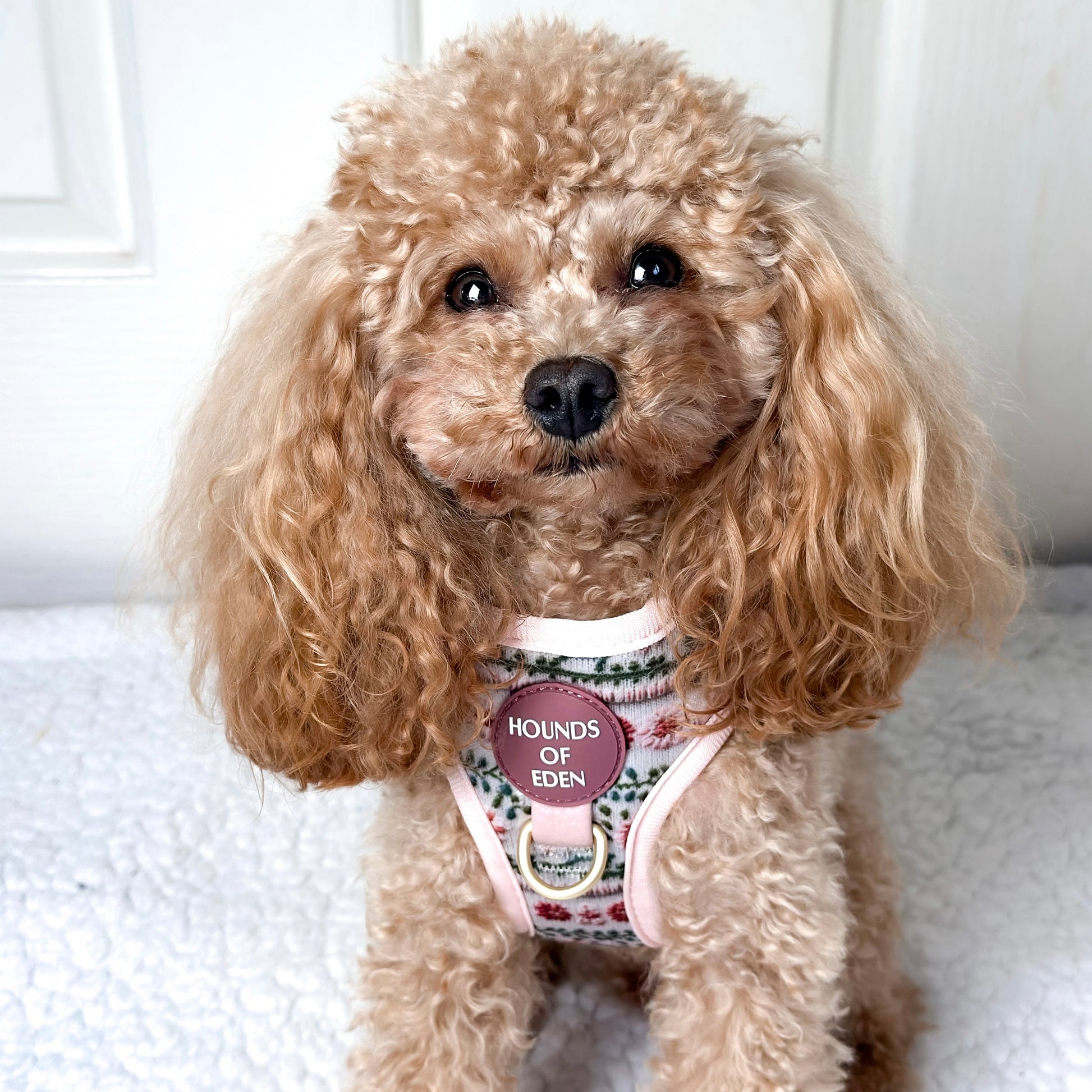 Bella's Jumper Dog Collar + Tag Holder - The Bark Market