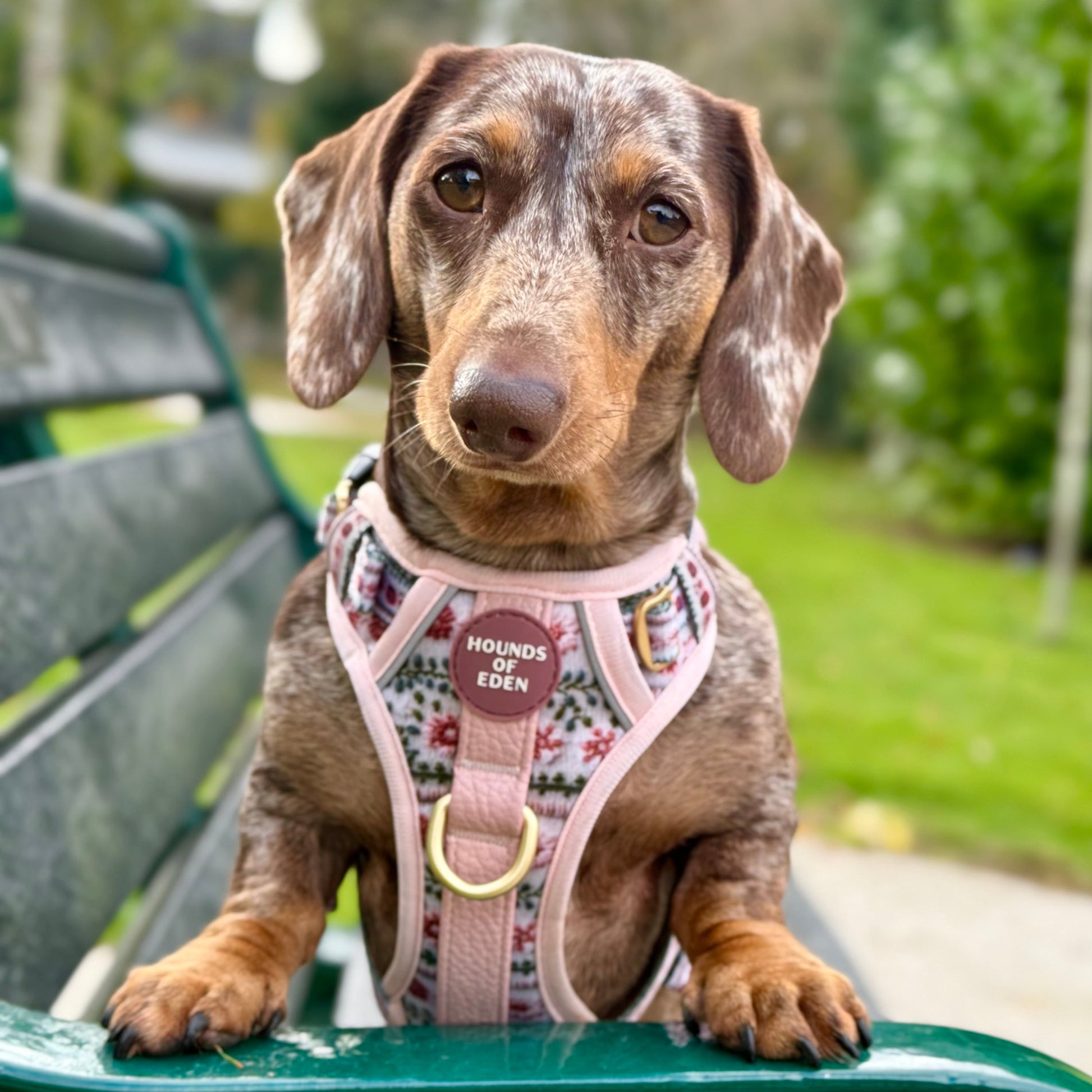 Bella's Jumper Supaw Strong Lite™ Dog Harness (XS-XL) - The Bark Market