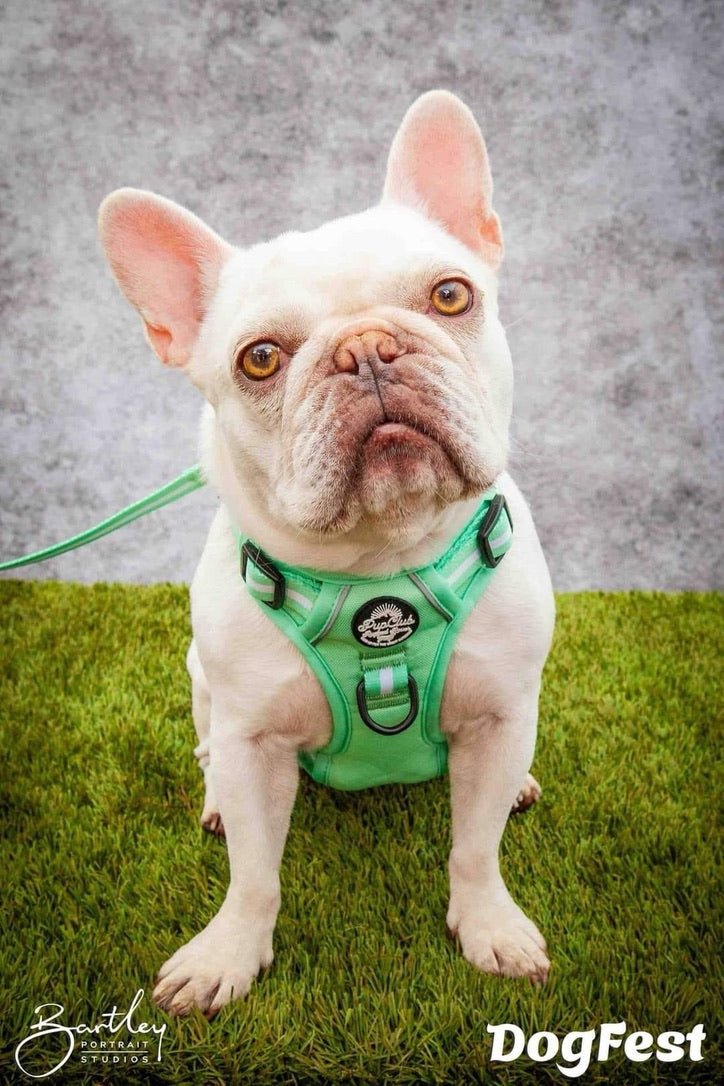 Rugged Rover™ Harness - Pastel Mint Green - The Bark Market