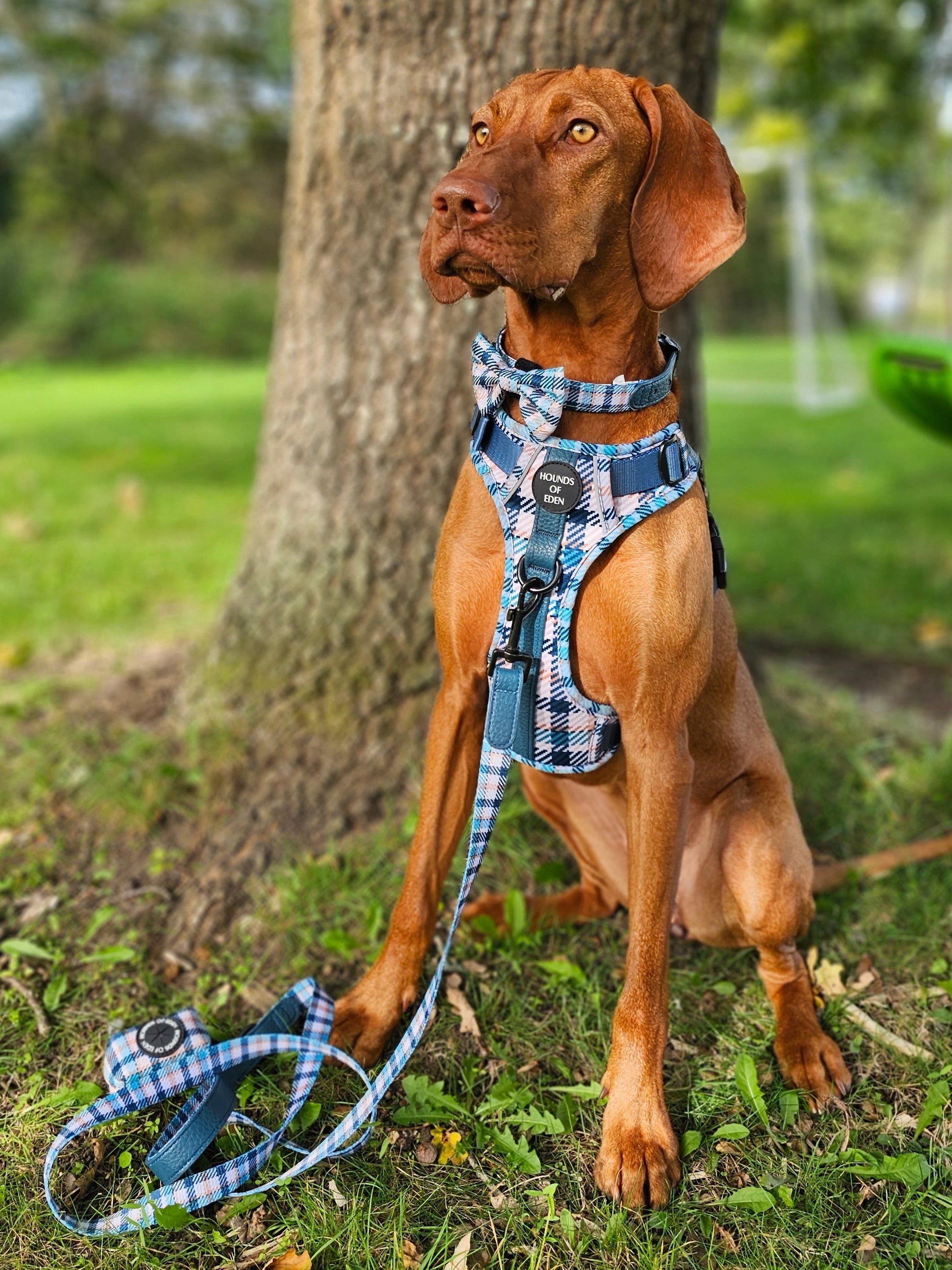 Tealing Smart Leather Dog Collar - The Bark Market