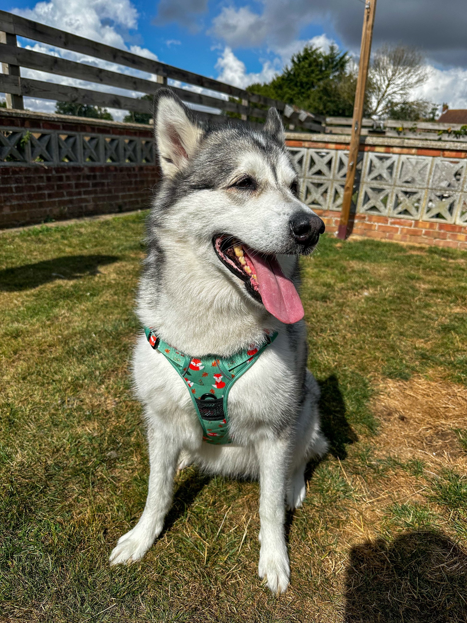 Inquisitive Fox No Pull Tactical Dog Harness – Green Fox Print, Adjustable, Step-In (XS-XL) - The Bark Market