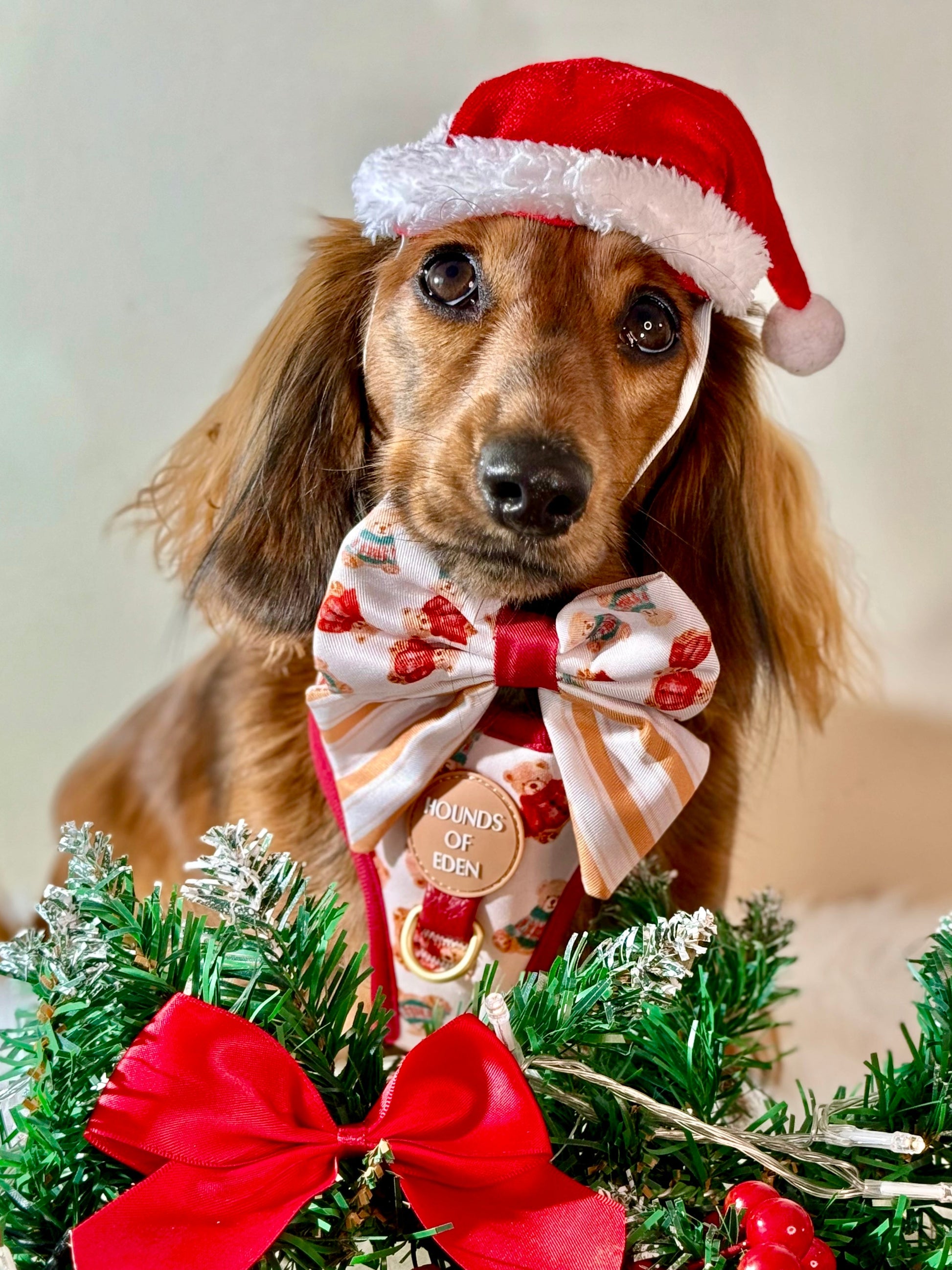 Harrold + Hattie Bears Dog Collar + Tag Holder - The Bark Market