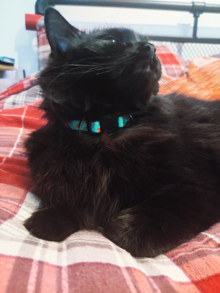 Inquisitive Fox Cat Collar - The Bark Market