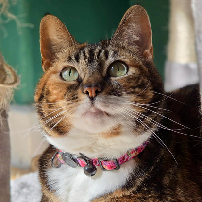 Florentina - Cat Collar, One Size - The Bark Market