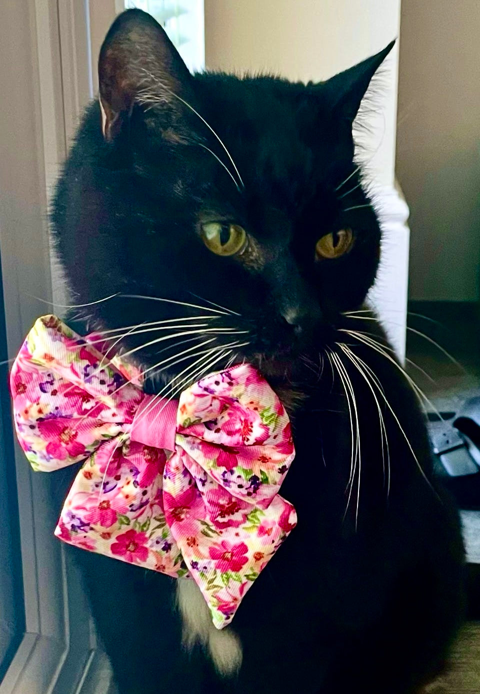 Florentina - Cat Collar, One Size - The Bark Market